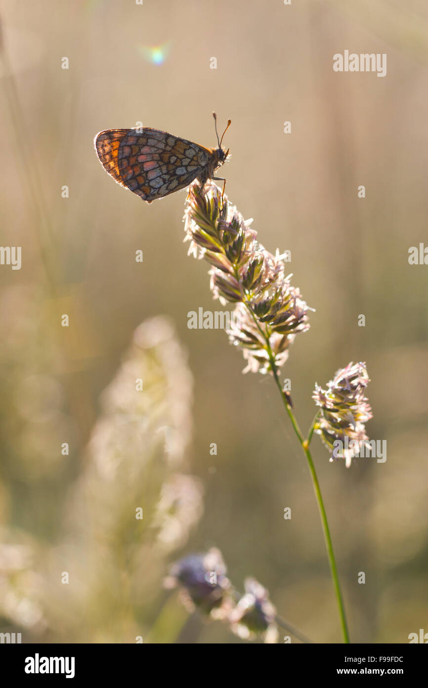 Heath Fritillary Mellicta athalia (papillon) adulte sur une fleur de l'herbe au début de la lumière du soleil du matin. Causse de Gramat, France. Banque D'Images