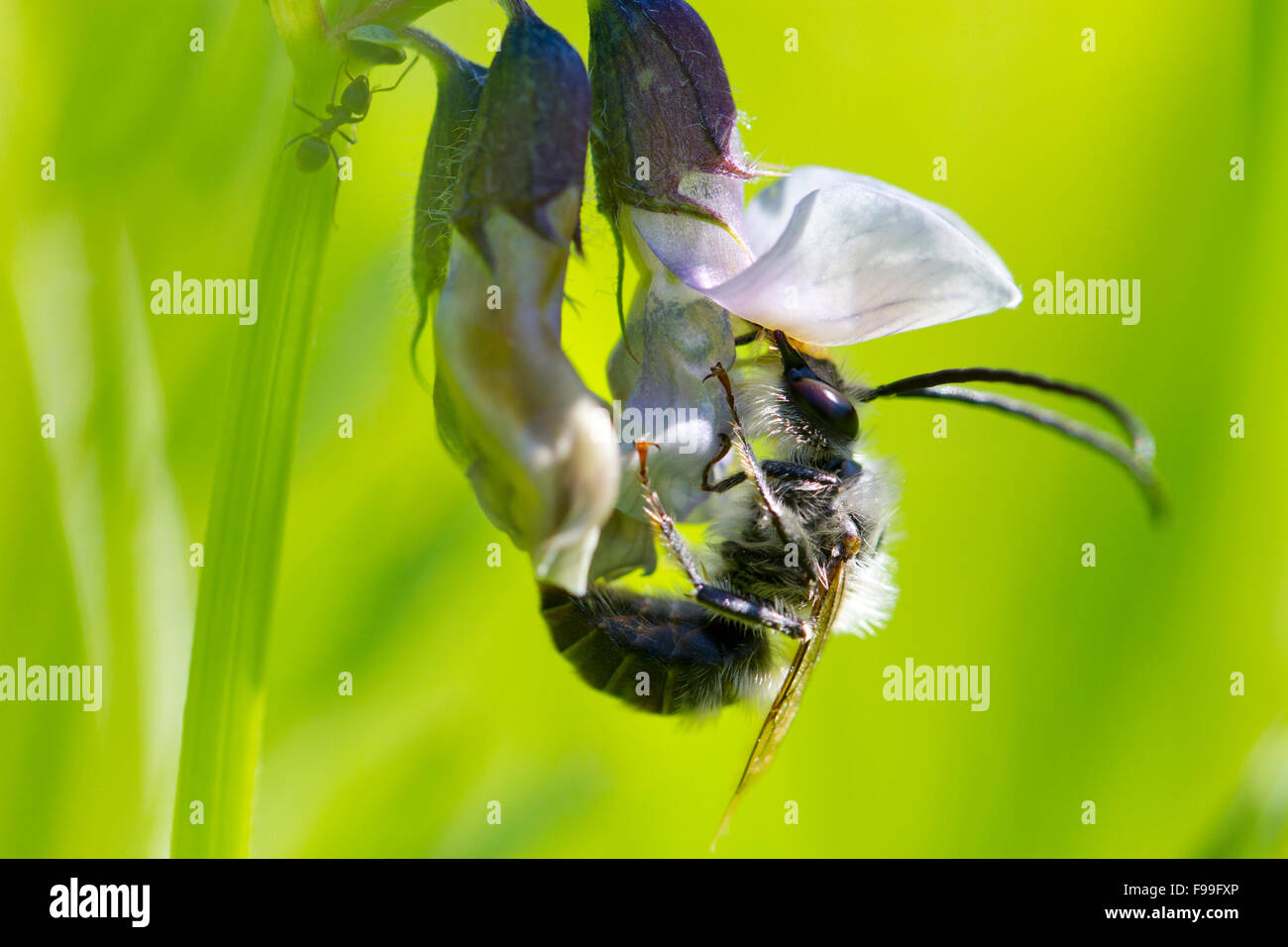 Le longicorne Bee (Eucera sp.) mâle adulte se nourrissant d'un buisson (Vicia sepium vesce) fleur. Ariege Pyrenees, France. De juin. Banque D'Images