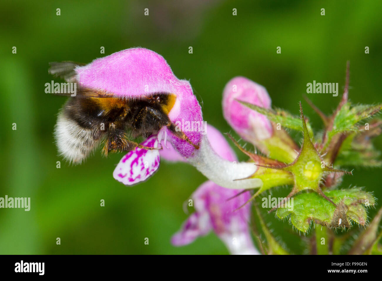 Les bourdons (Bombus hortorum jardin) travailleur adultes se nourrissent d'une ortie royale (Galeopsis sp.) fleur. Ariege Pyrenees, France. De juin. Banque D'Images