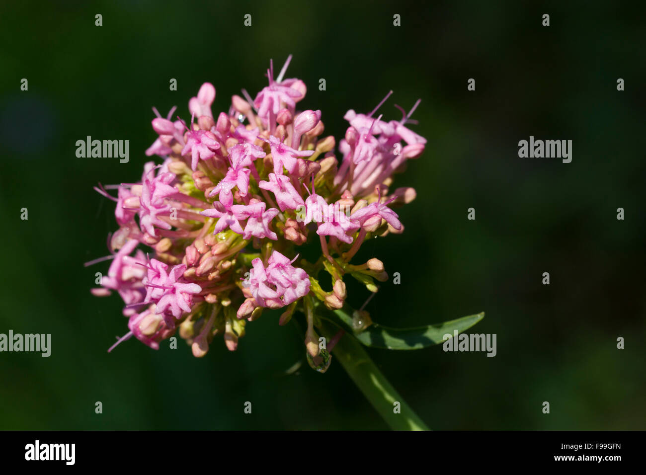Valériane à feuilles étroites (Centranthus angustifolius) fleurs. Ariege Pyrenees, France. De juin. Banque D'Images