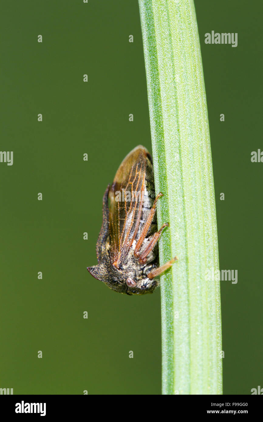 Treehopper cornu (Centrotus cornutus) adulte sur une tige de la plante. Ariege Pyrenees, France. De juin. Banque D'Images