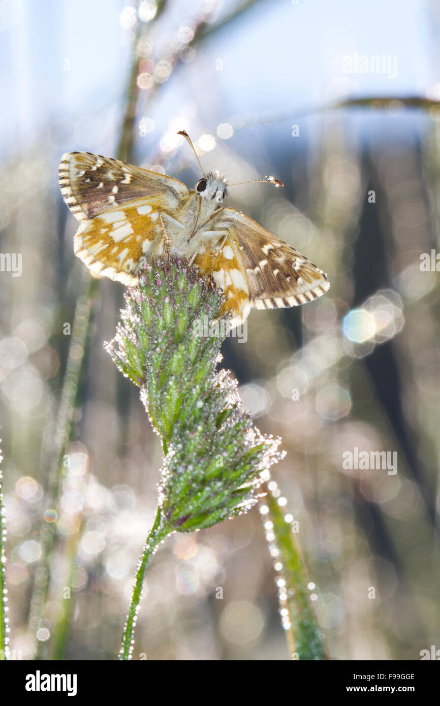 Oberthur's à Skipper (Pyrgus armoricanus) papillon adulte au soleil sur un matin de rosée. Aude, Pyrénées françaises en France, en juin. Banque D'Images