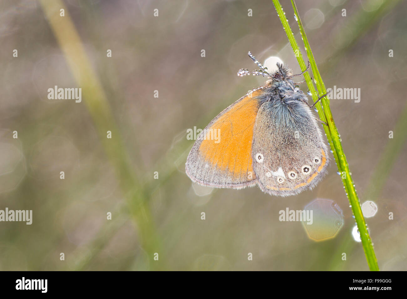 Chestnut Heath (Coenonympha glycerion) papillon adulte parmi les graminées sur un matin de rosée. Aude, Pyrénées françaises en France, en juin. Banque D'Images