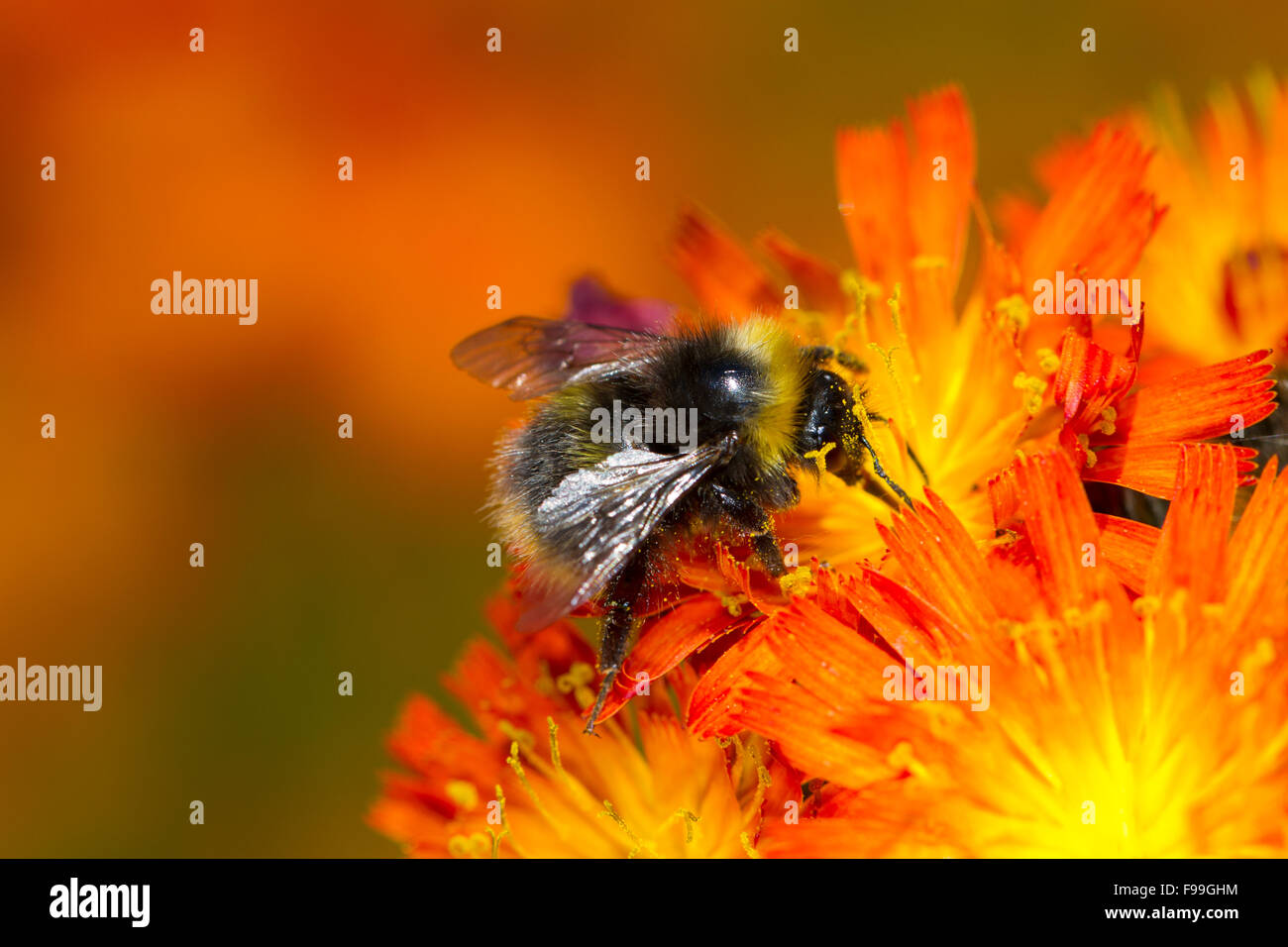 Début de bourdon (Bombus pratorum) travailleur adulte se nourrit de l'épervière Orange (Pilosella aurantiaca) fleurs. Powys, Pays de Galles, juin. Banque D'Images