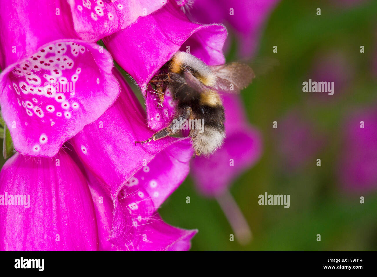 Les bourdons (Bombus hortorum jardin) travailleur adulte se nourrit de la digitale pourpre (Digitalis purpurea) fleurs. Powys, Pays de Galles. De juin. Banque D'Images