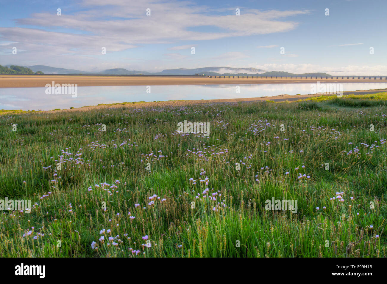 (Thrift Armeria maritima) floraison dans un marais salants côtiers. Arnside, Cumbria, Angleterre. De juin. Banque D'Images