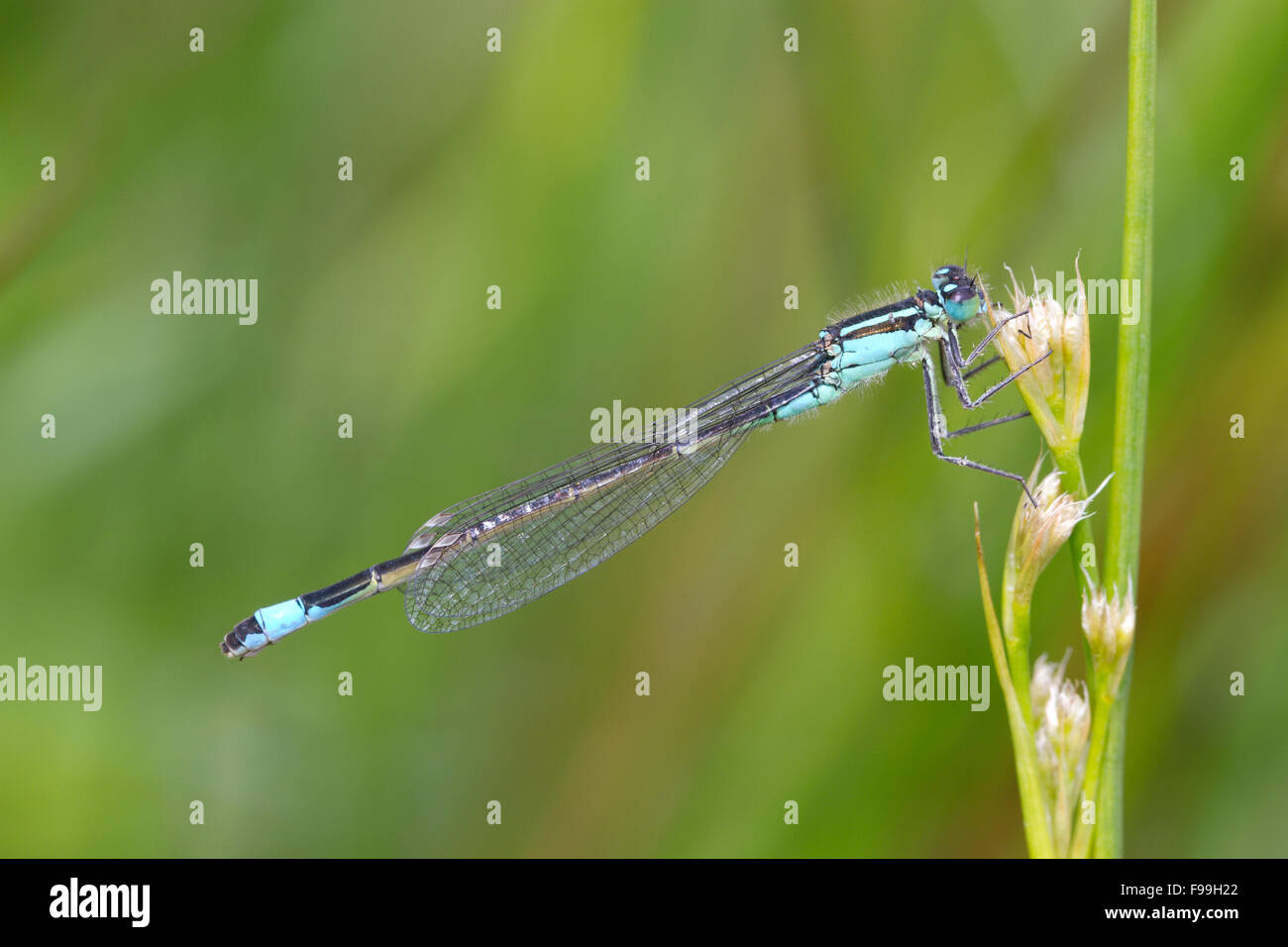 Demoiselle à queue bleue (Ischnura elegans) femelle adulte reposant sur une tige de pointe. Powys, Pays de Galles. Juillet. Banque D'Images