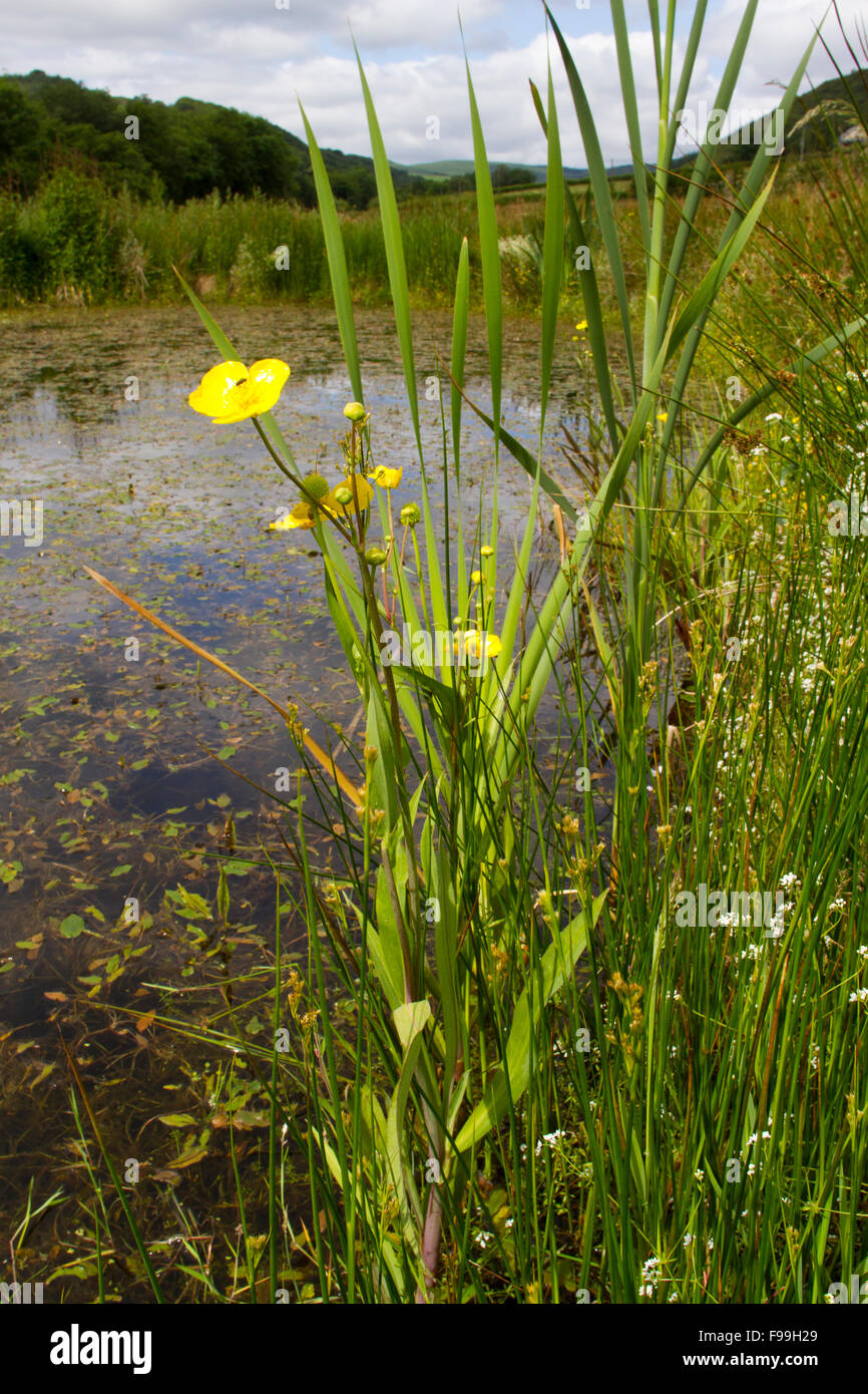Grand Spearwort (Ranunculus lingua) à côté d'un étang de ferme. Powys, Pays de Galles, juillet. Banque D'Images