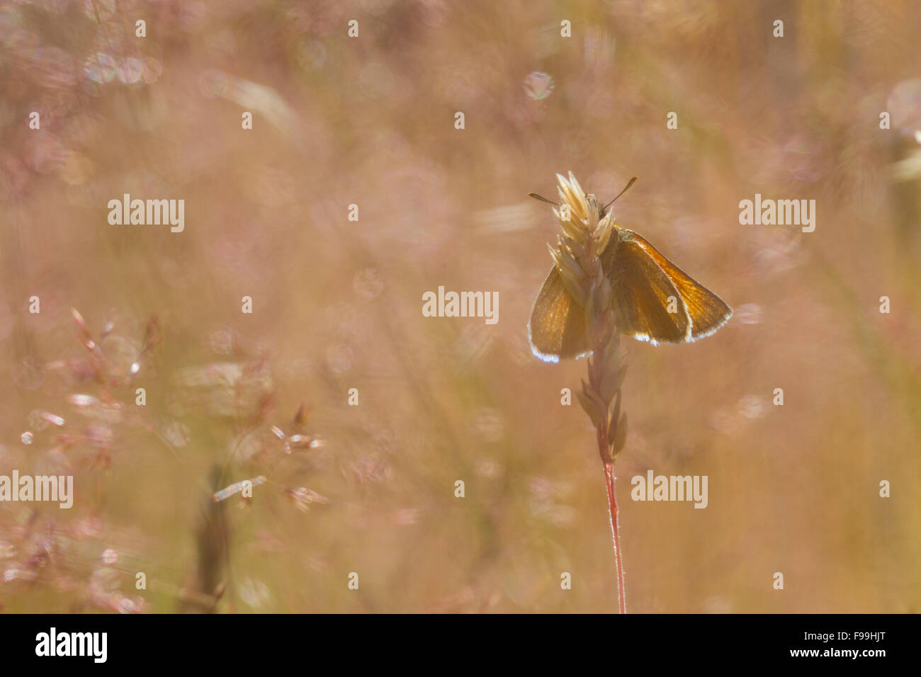 Petite Skipper (Thymelicus sylvestris) papillon adulte parmi les graminées. Powys, Pays de Galles. Juillet. Banque D'Images