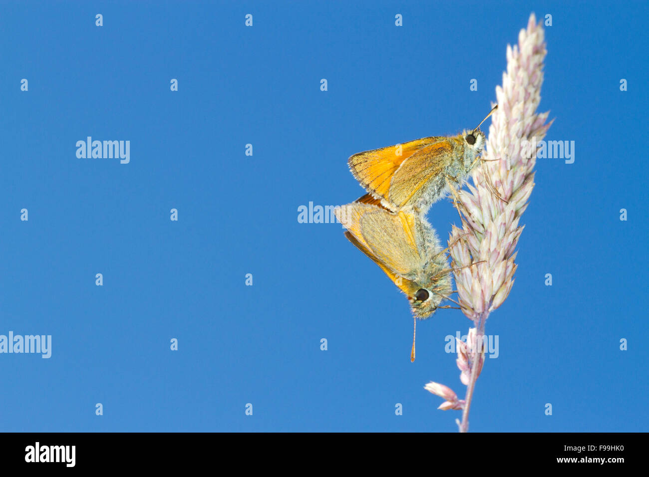 Petite Skipper (Thymelicus sylvestris) l'accouplement des papillons adultes sur une tige d'herbe. Powys, Pays de Galles. Juillet. Banque D'Images