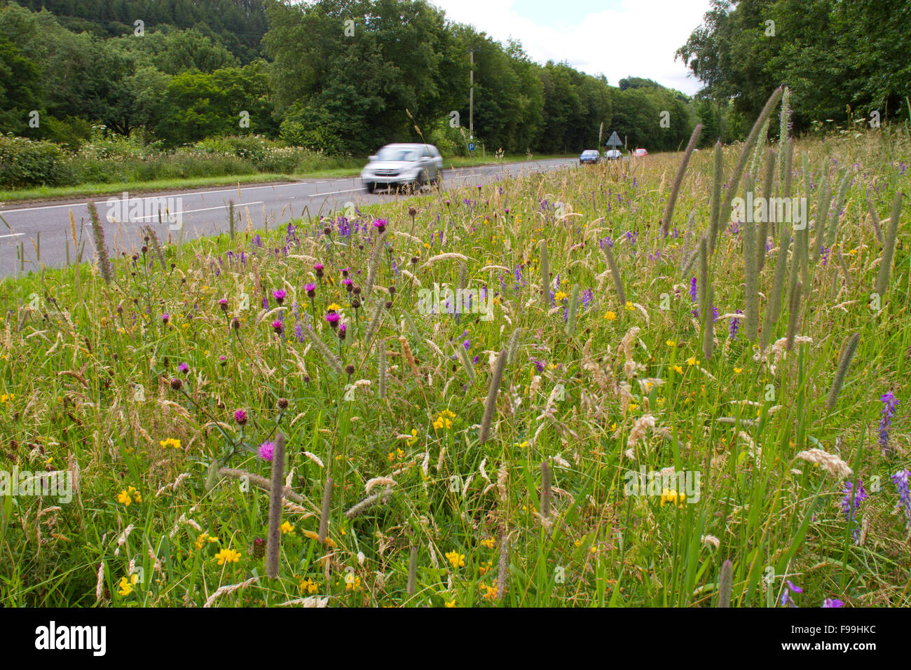 La centaurée commune (Centaurea nigra) et d'autres fleurs sauvages sur un bord de route. A470 près de Llanidloes, Powys, Pays de Galles, juillet. Banque D'Images