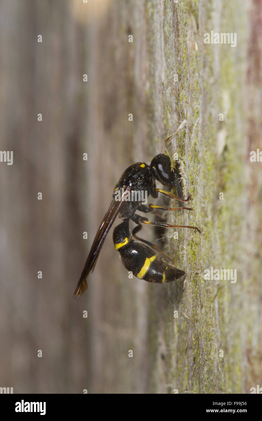 Potter Symmorphus bifasciatus guêpe femelle adulte à l'entrée de son nid dans le bois. Powys, Pays de Galles, août. Banque D'Images