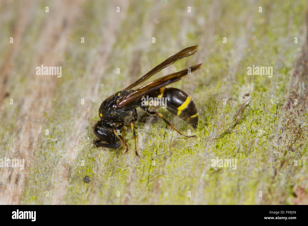 Potter Symmorphus bifasciatus guêpe femelle adulte à l'entrée de son nid dans le bois. Powys, Pays de Galles, août. Banque D'Images