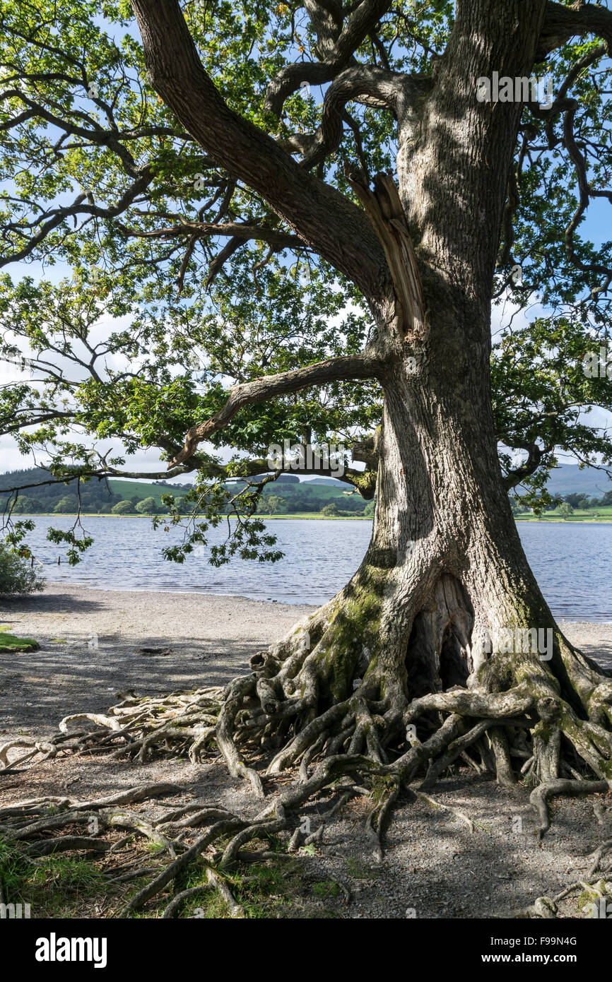 Grand Chêne racines à Bala Lake ou Llyn Tegid dans Merionethshire Gwynedd au Pays de Galles photos prises à Llangower Banque D'Images