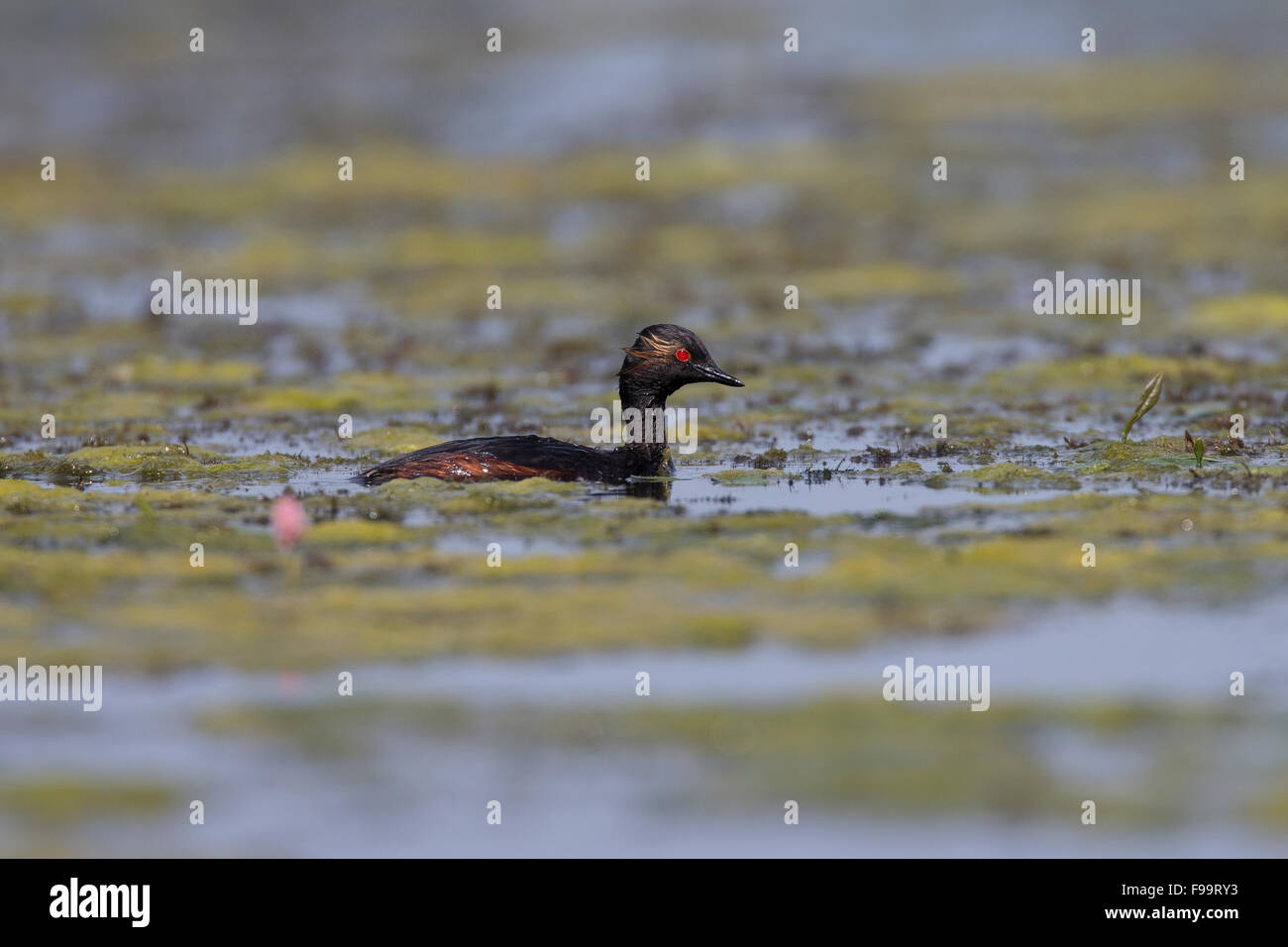 Black-necked grebe, Schwarzhalstaucher Schwarzhals-Taucher Taucher,,, Podiceps nigricollis Banque D'Images