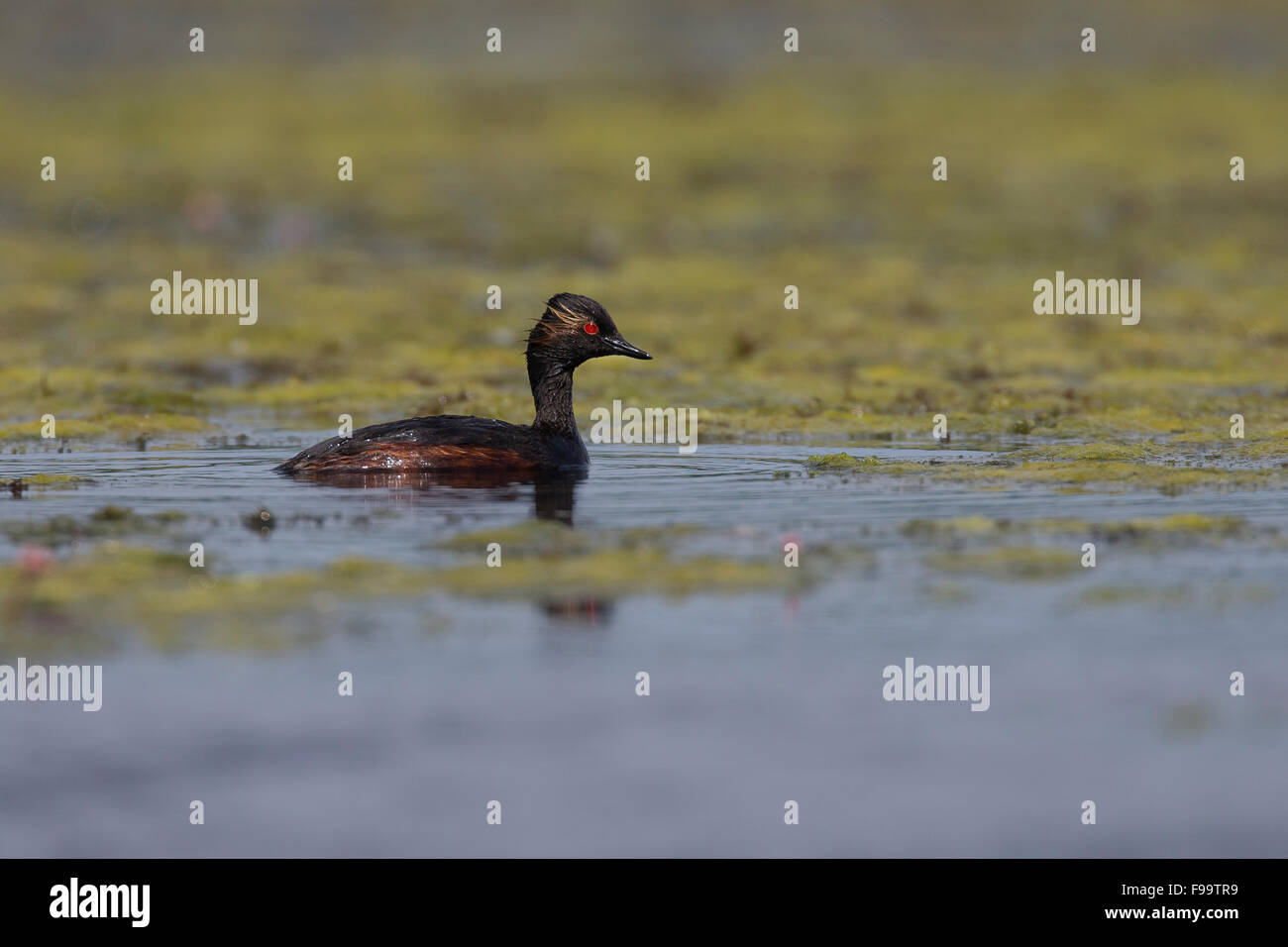 Black-necked grebe, Schwarzhalstaucher Schwarzhals-Taucher Taucher,,, Podiceps nigricollis Banque D'Images