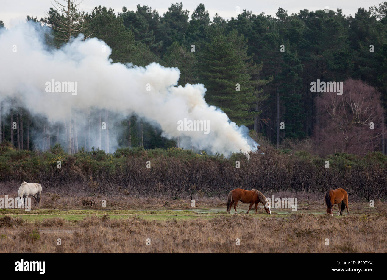 La fumée de combustion contrôlée dans la nouvelle forêt utilisé pour gérer la forêt Banque D'Images