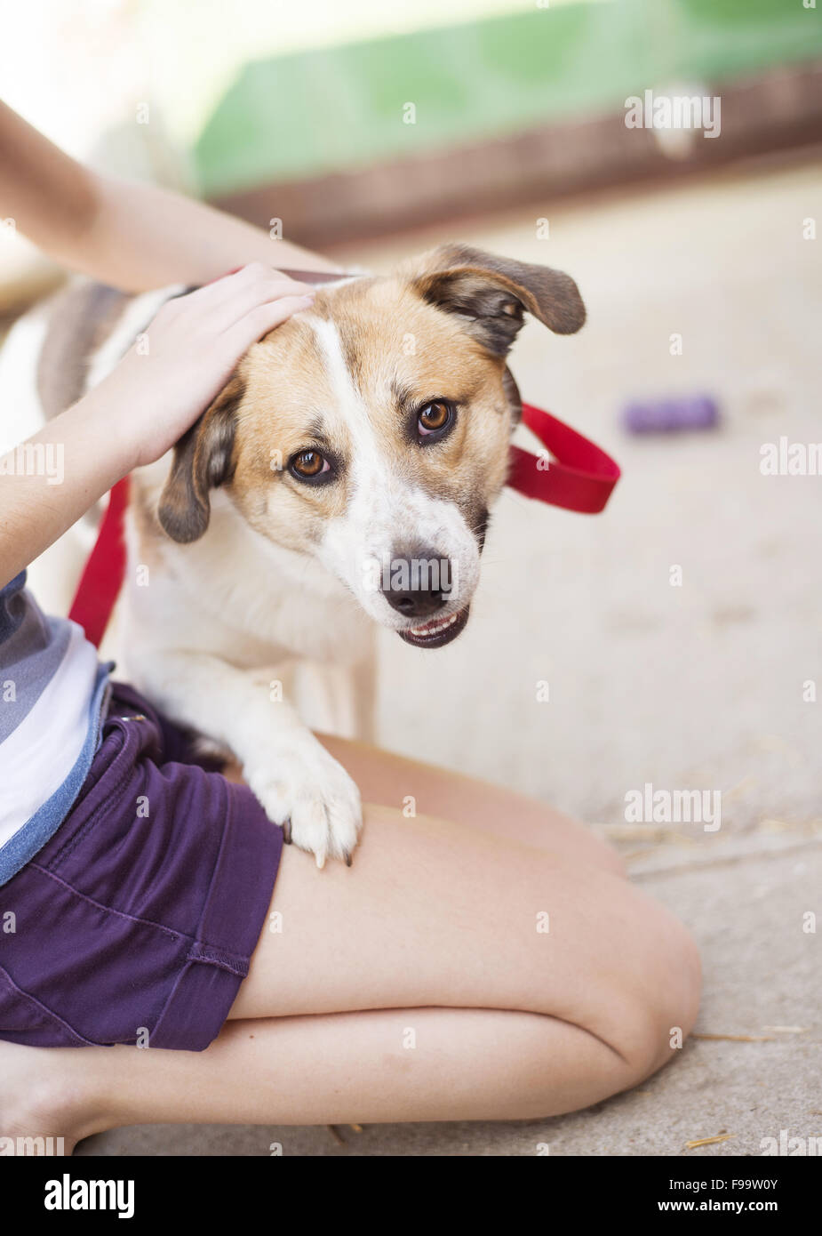Close-up of woman holding méconnaissable et caresser son chien Banque D'Images