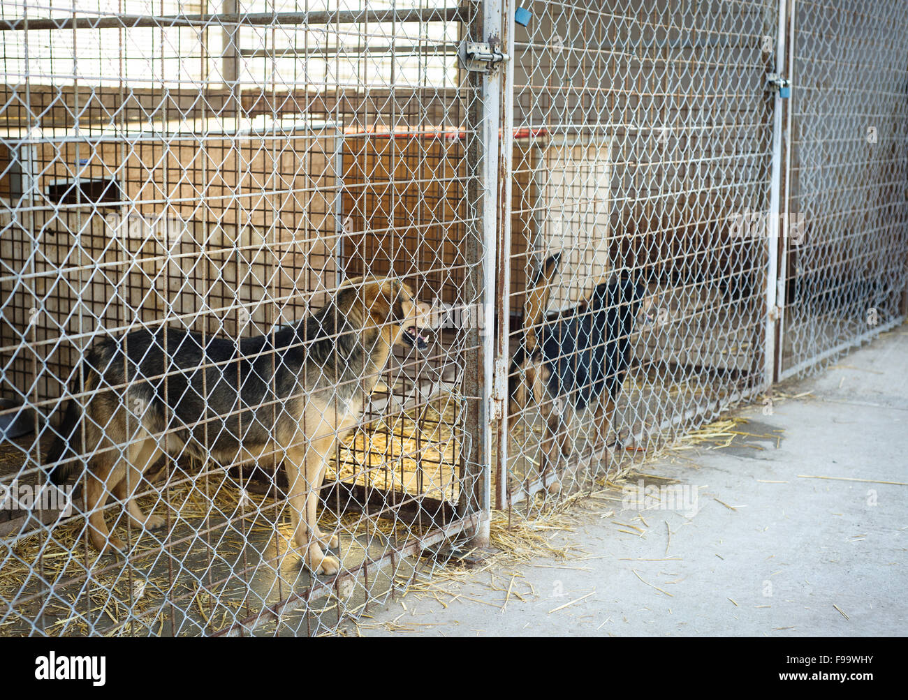 Un chien dans un refuge pour animaux, en attente d'un accueil Banque D'Images