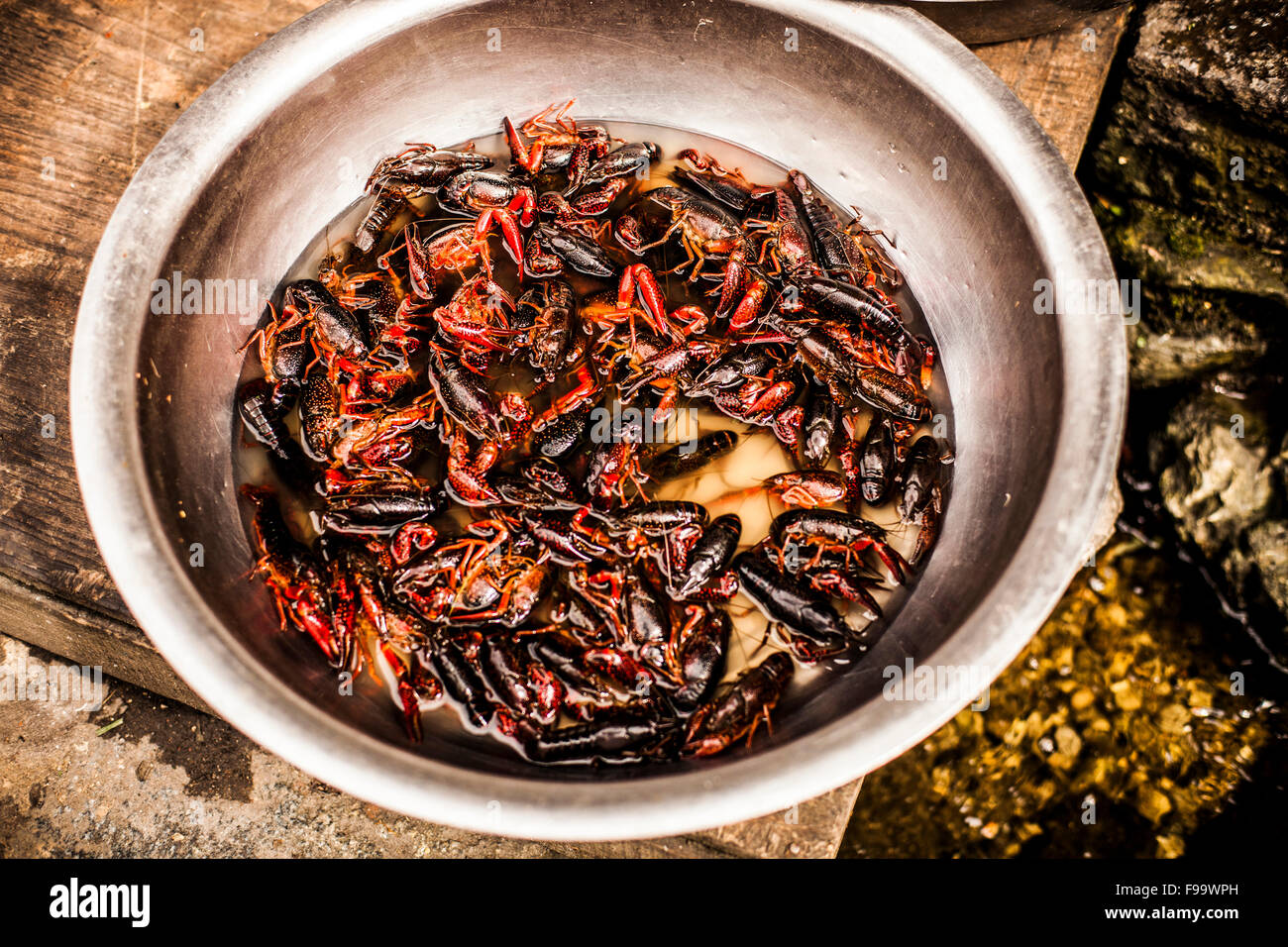 Les homards de la rivière dans un grand bol Banque D'Images