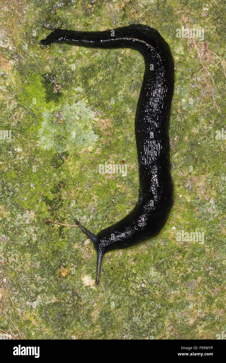 Quille noire retour slug, cendré gris-noir-Frêne Slug, Schwarzer Schnegel, Egelschnecke Nacktschnecke, Limax cinereoniger, Banque D'Images