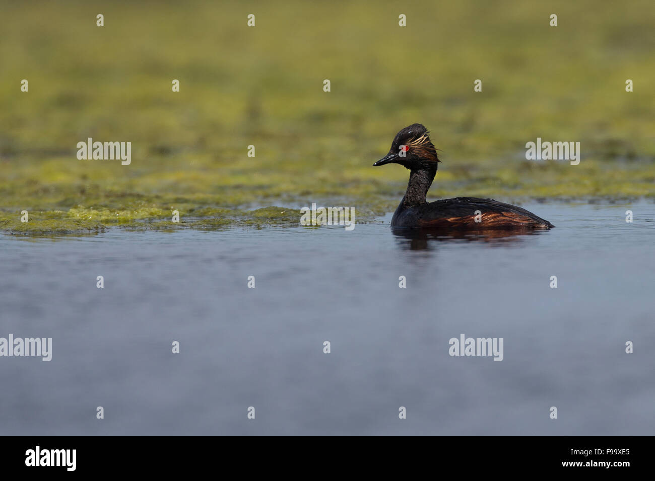 Black-necked grebe, Schwarzhalstaucher Schwarzhals-Taucher Taucher,,, Podiceps nigricollis Banque D'Images