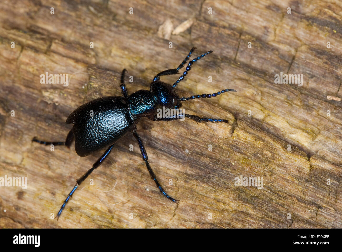 Blister beetle, européennes d'huile, le Schwarzblauer Ölkäfer, Schwarzer Maiwurm, Meloe proscarabaeus, Meloë, Meloidae Banque D'Images