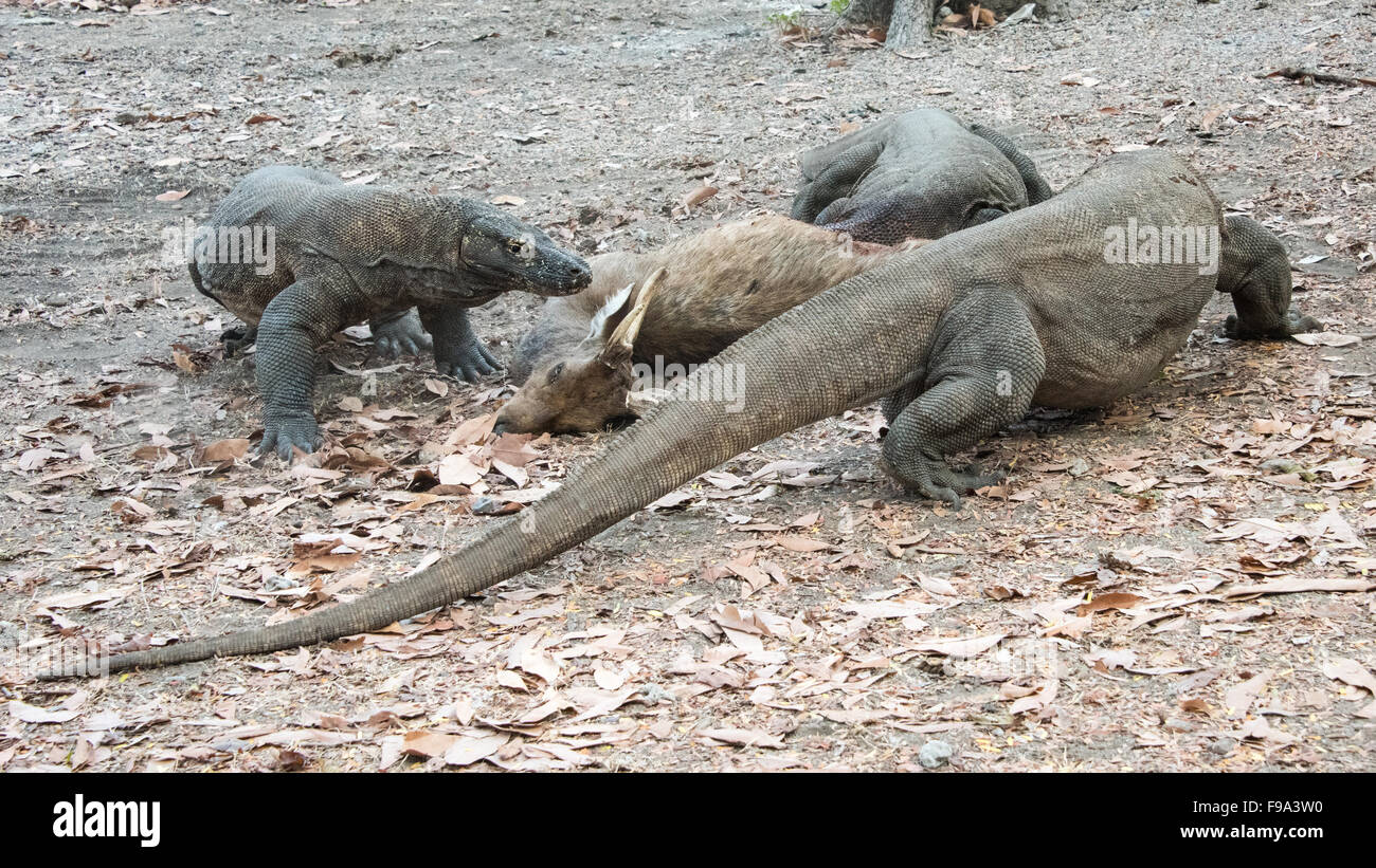 Les Dragons de Komodo (Varanus komodoensis) manger un cerf, l'île de