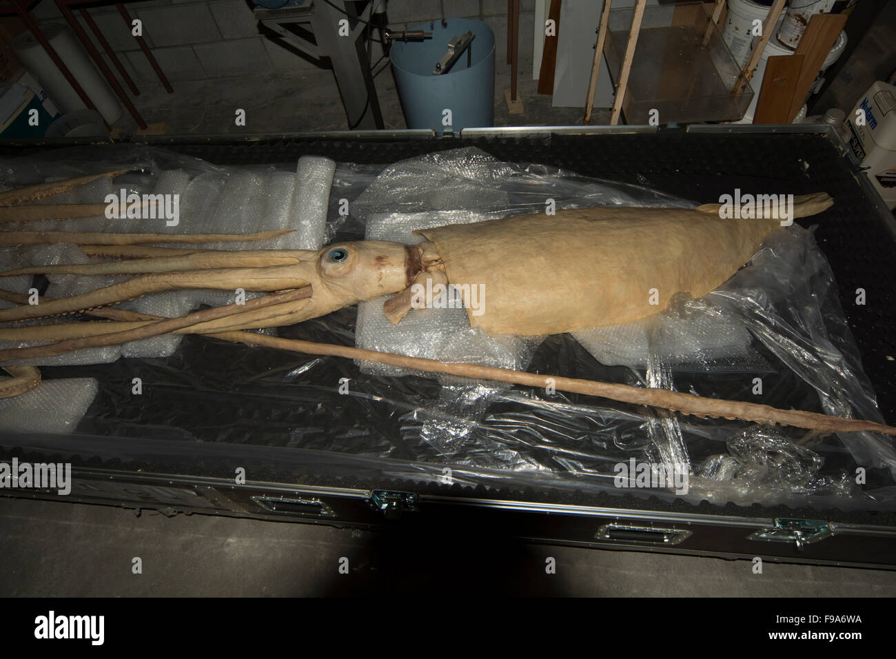 Un Gieant plastinated Squid par Gunther von Hagens en Allemagne est en attente dans l'Auckland University of Technology pour la recherche. Banque D'Images
