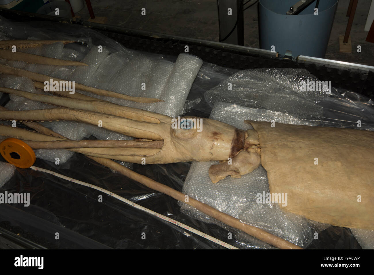Un Gieant plastinated Squid par Gunther von Hagens en Allemagne est en attente dans l'Auckland University of Technology pour la recherche. Banque D'Images