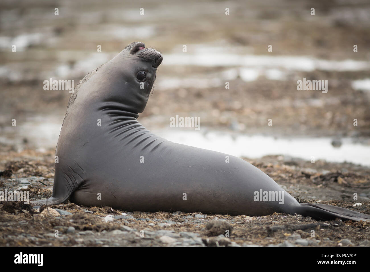 Bebe Elephant De Mer Elephant Point Livingstone Island Iles Shetland Du Sud L Antarctique Photo Stock Alamy Bebe Elephant De Mer Elephant Point Livingstone Island Iles Shetland Du Sud L Antarctique Photo Stock Alamy
