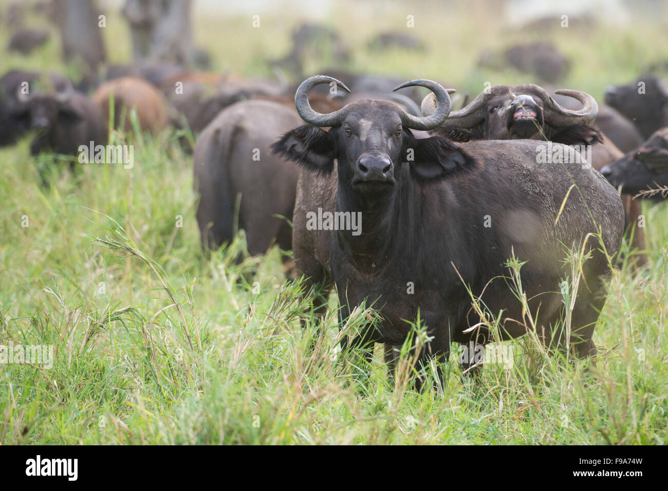 Buffalo (Syncerus caffer caffer), Parc National de Kidepo Valley, en Ouganda Banque D'Images