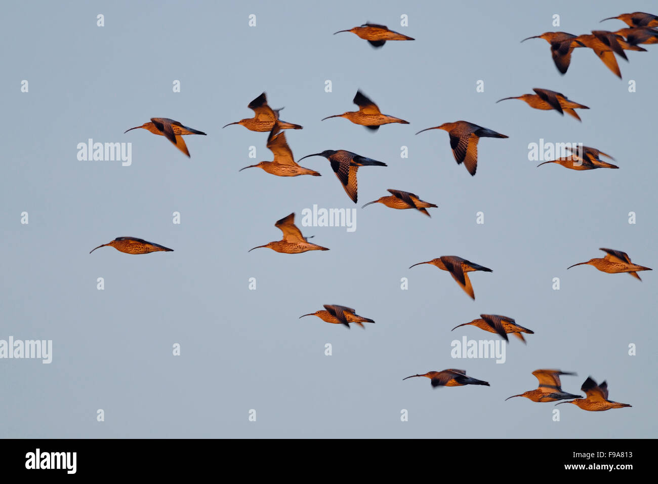 Immense troupeau de Grosse-Brachvoegel / courlis eurasien ( Numenius arquata ) voler dans à Nice fin du soleil. Banque D'Images