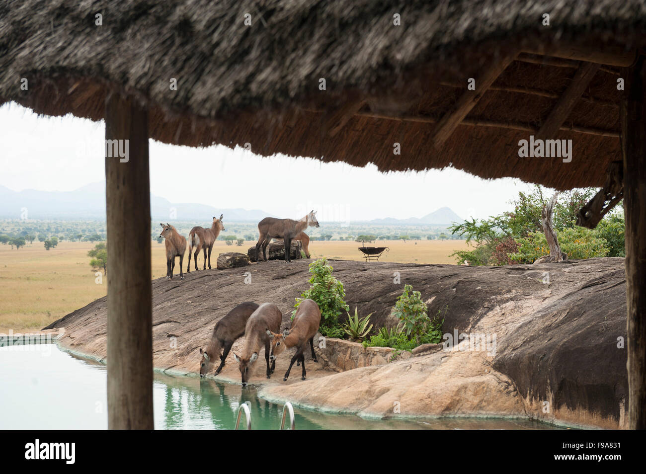 Cobe Defassa à Apoka Lodge piscine (Kobus ellipsiprymnus defassa), Parc National de Kidepo Valley, en Ouganda Banque D'Images