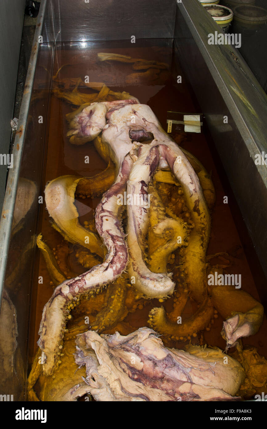 Un calmar géant préservés dans le formaldéhyde est en attente dans une cour d'Auckland University of Technology pour la recherche. Banque D'Images
