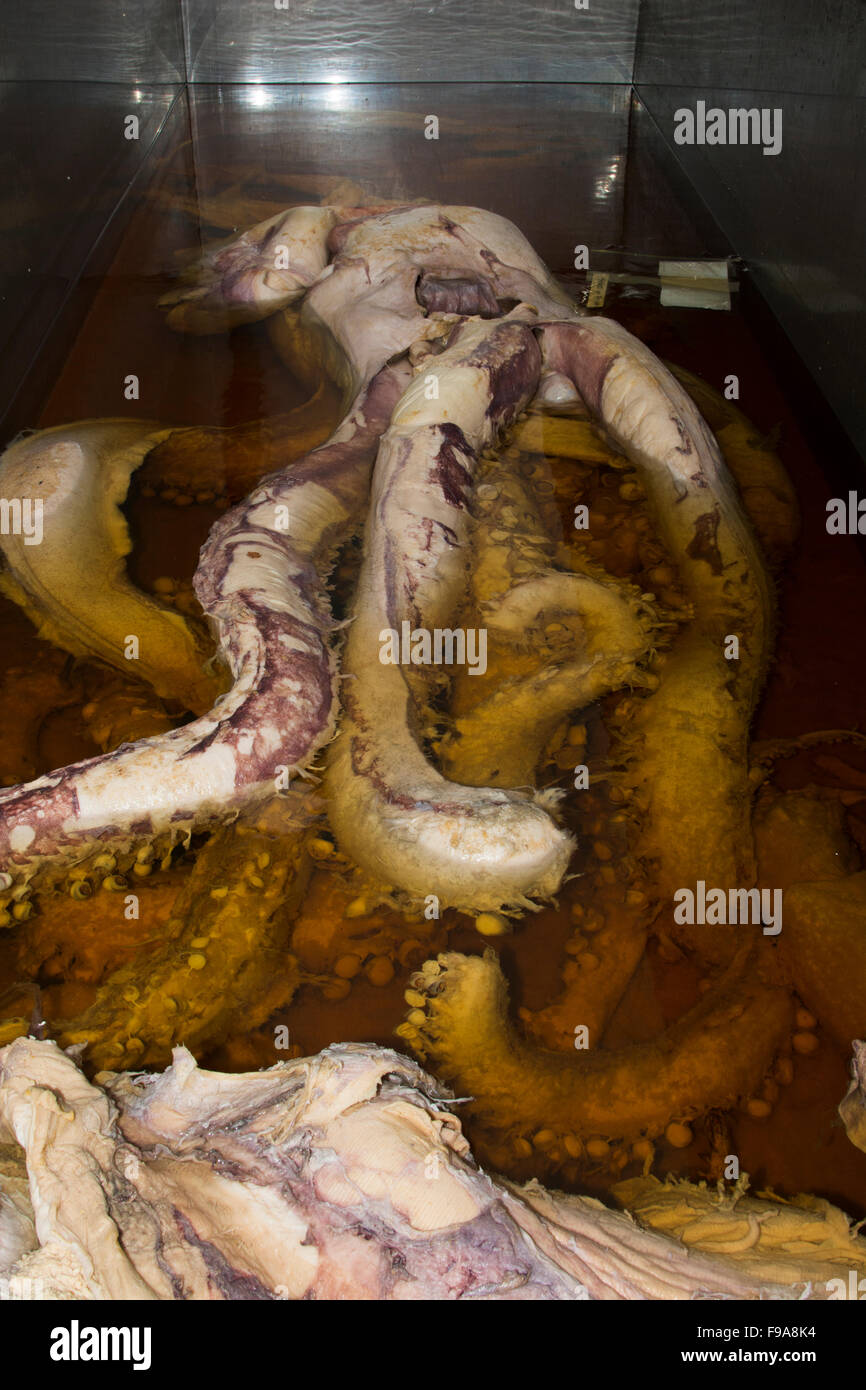 Un calmar géant préservés dans le formaldéhyde est en attente dans une cour d'Auckland University of Technology pour la recherche. Banque D'Images