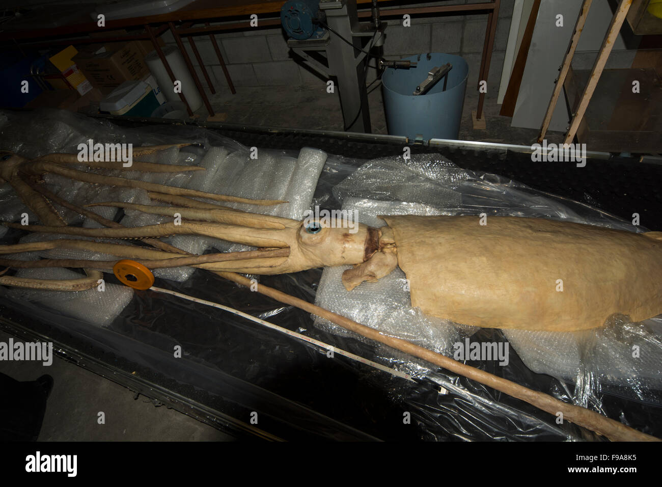 Un Gieant plastinated Squid par Gunther von Hagens en Allemagne est en attente dans l'Auckland University of Technology pour la recherche. Banque D'Images