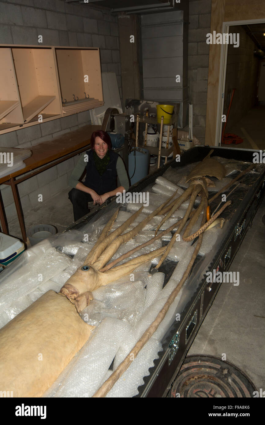 Kat Bolstad recherche scientifique à un calmar géant qui plastinated par Gunther von Hagens dans l'Auckland University of Technology. Banque D'Images