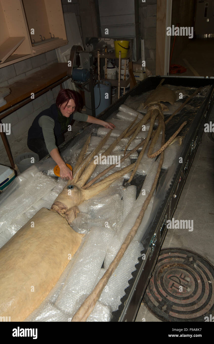 Kat Bolstad recherche scientifique à un calmar géant qui plastinated par Gunther von Hagens dans l'Auckland University of Technology. Banque D'Images