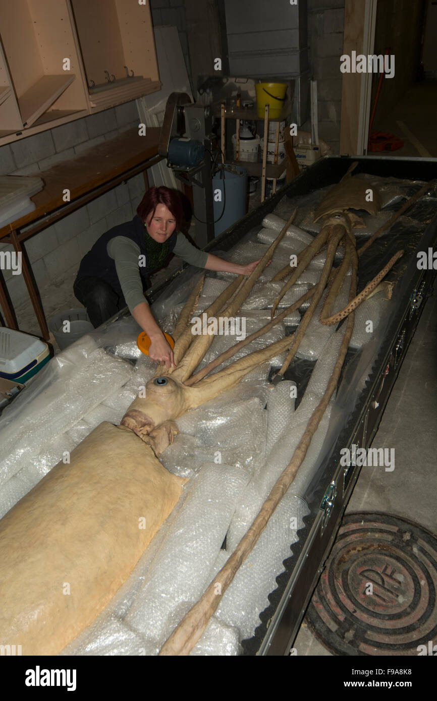 Kat Bolstad recherche scientifique à un calmar géant qui plastinated par Gunther von Hagens dans l'Auckland University of Technology. Banque D'Images