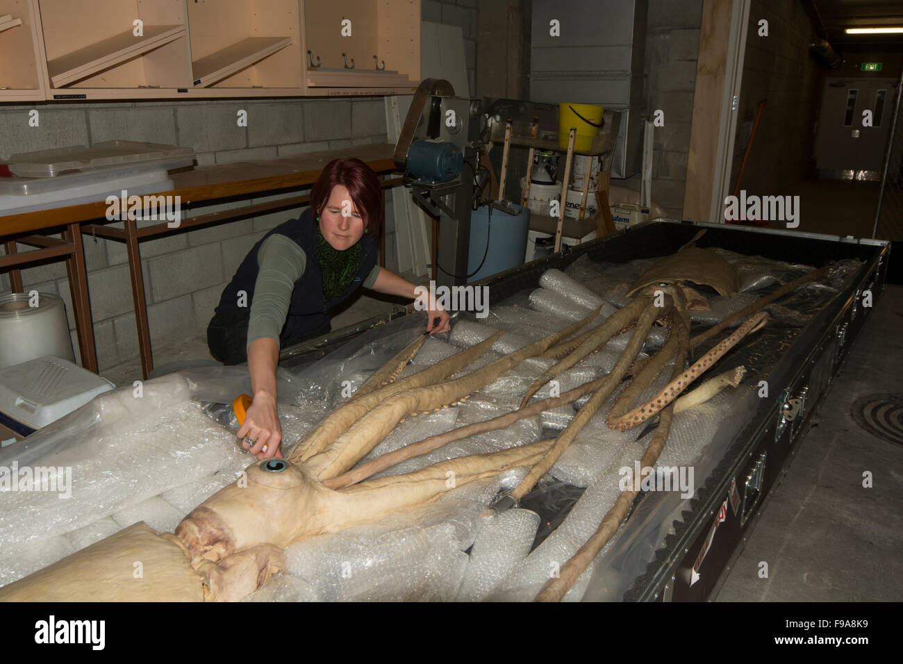Kat Bolstad recherche scientifique à un calmar géant qui plastinated par Gunther von Hagens dans l'Auckland University of Technology. Banque D'Images