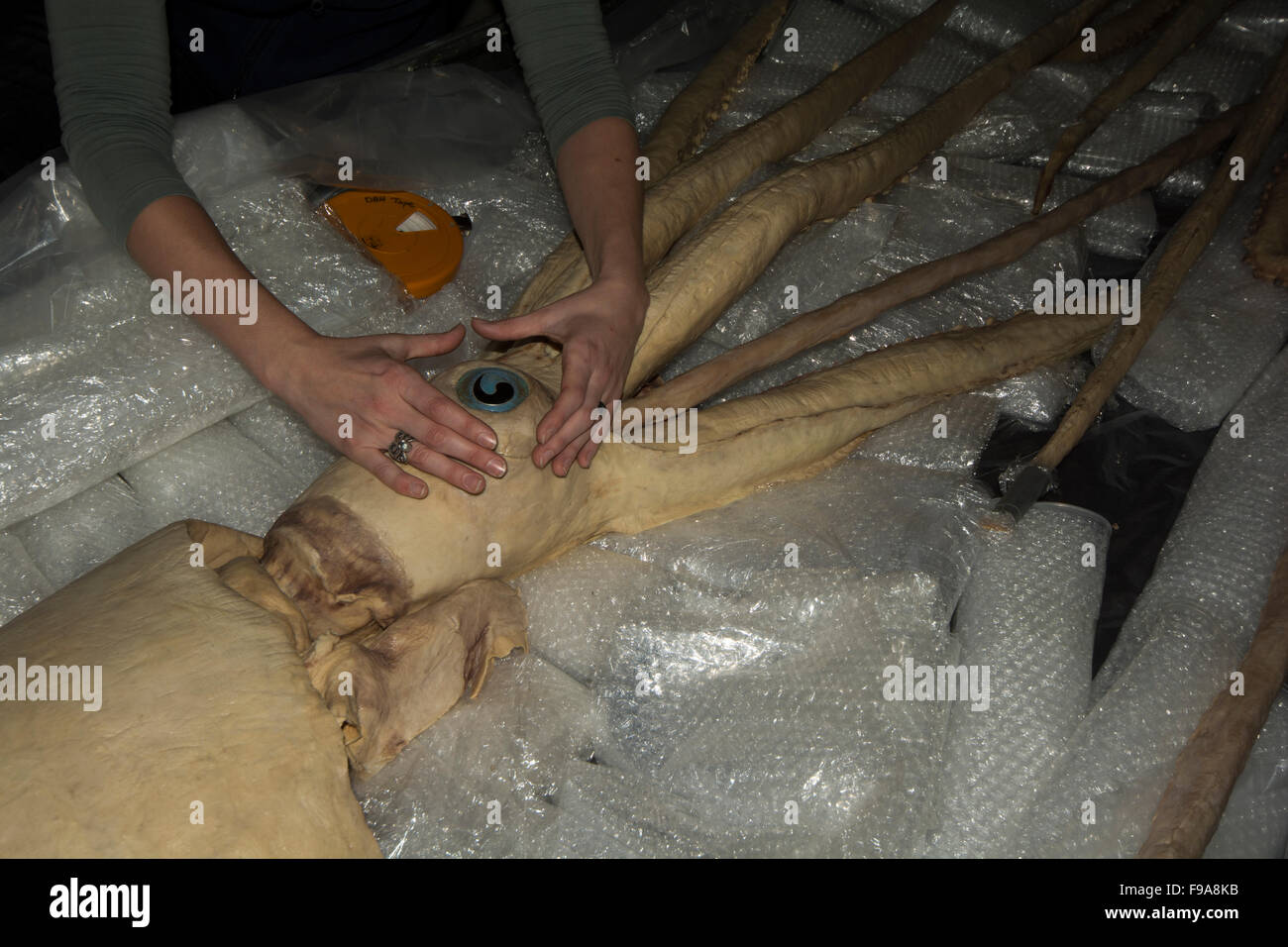 Kat Bolstad recherche scientifique à un calmar géant qui plastinated par Gunther von Hagens dans l'Auckland University of Technology. Banque D'Images