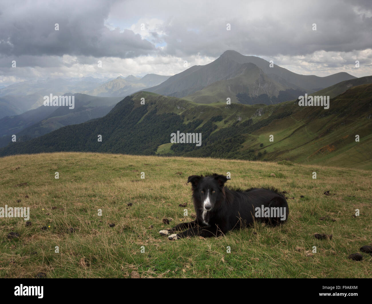 Border Collie avec Orhy mountain Banque D'Images