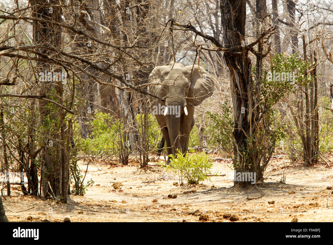 Bull d'éléphants d'Afrique dans les buissons, Mana Pools, Zimbabwe Banque D'Images