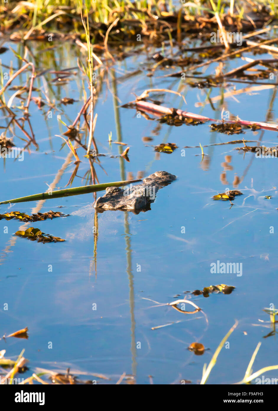 Crocodile caché dans un lac, Botswana, Africa Banque D'Images