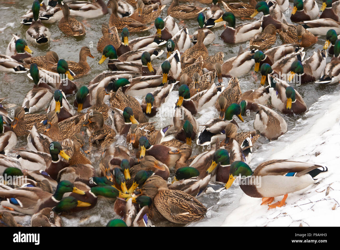 De nombreux canards se déplacer dans la rivière de manger des aliments pour oiseaux Banque D'Images