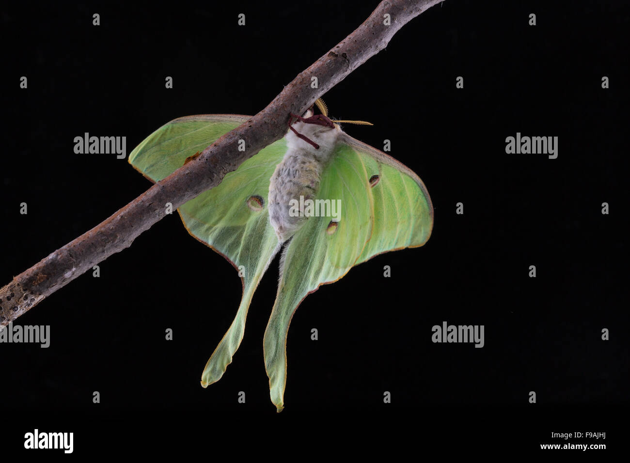 Un fraîchement émergées Luna Moth, Actias luna, accroché à une branche Banque D'Images