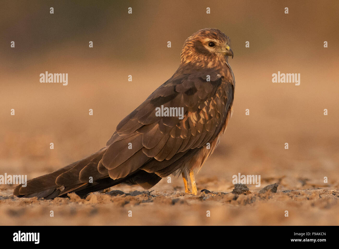 Montagu's harrier femelle (Circus pygargus) sur le sol Banque D'Images Montagu's harrier femelle (Circus pygargus) sur le sol Banque D'Images