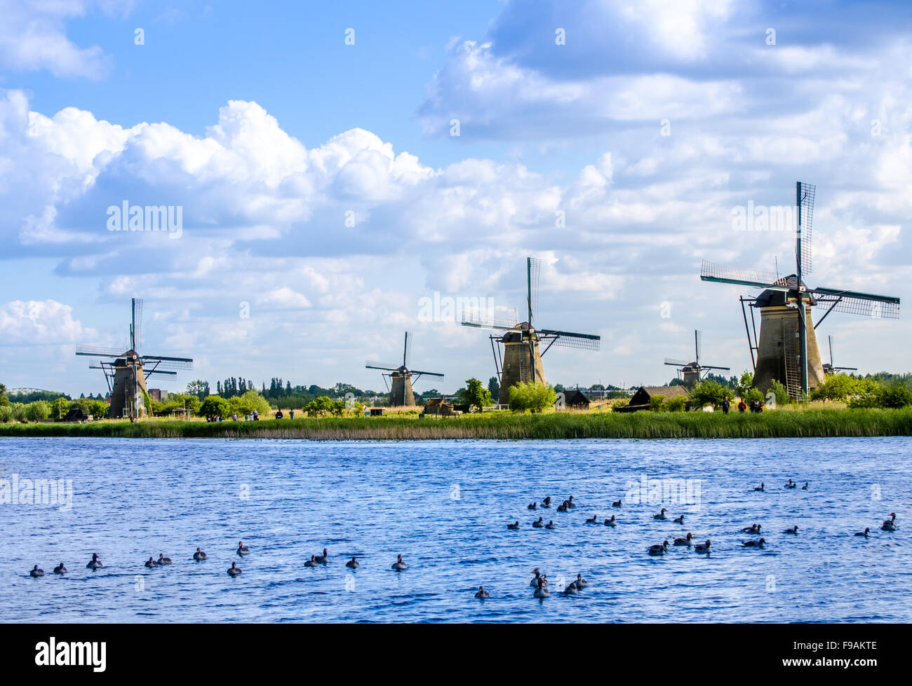 Famille de canards sur l'eau et les moulins à vent de Kinderdijk, Holland Banque D'Images