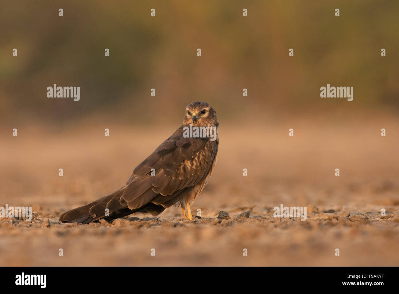 Montagu's harrier femelle (Circus pygargus) sur le sol Banque D'Images Montagu's harrier femelle (Circus pygargus) sur le sol Banque D'Images